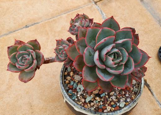 多肉配土注意事项：细菌虫卵、透气、养分