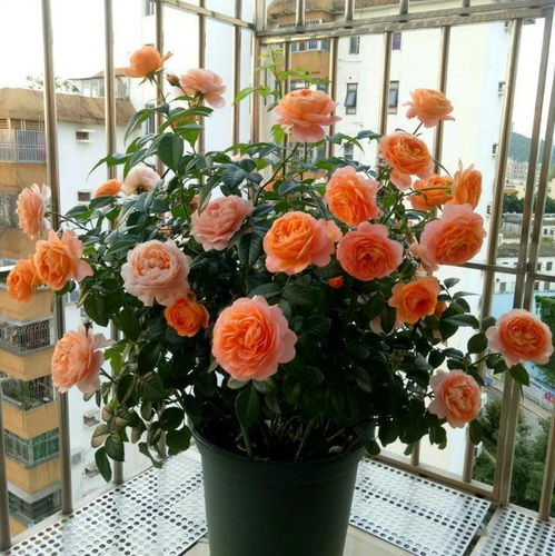 二、月季：月月红，花开四季