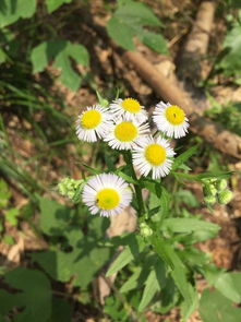 野菊花的名称及图片， 带你认识这些小精灵
