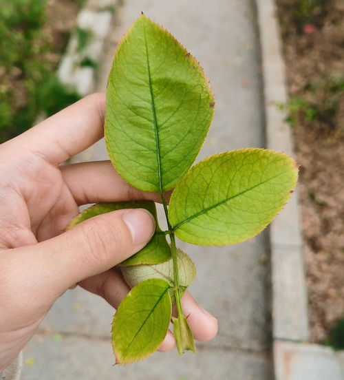 盆栽月季的除草剂使用注意事项
