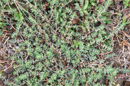 在茴香地里使用什么除草剂能有效去除菟丝子？