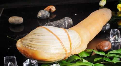 贝壳的秘密花园：意想不到的种植新地