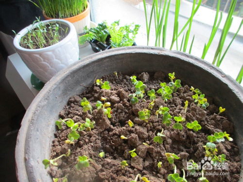 花盆的选择与养护