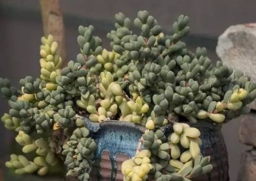 兑水量，要根据花儿来