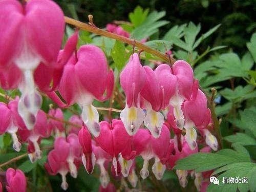 紫罗兰：冬季的温柔色彩