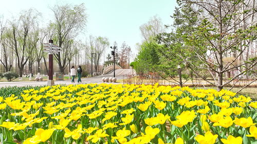 植物园的花期盛宴，别错过9月的美丽瞬间