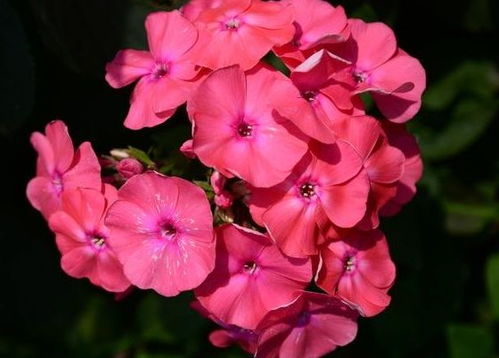 那些年的种植事故