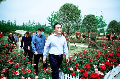 疫情下的花会， 创新形式云端赏月季