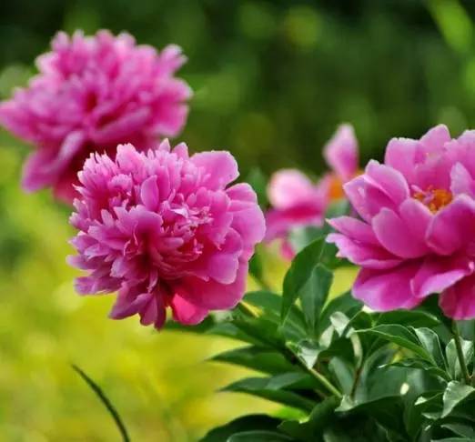 芍药花养护要点是什么？如何让室内芍药花开得更艳