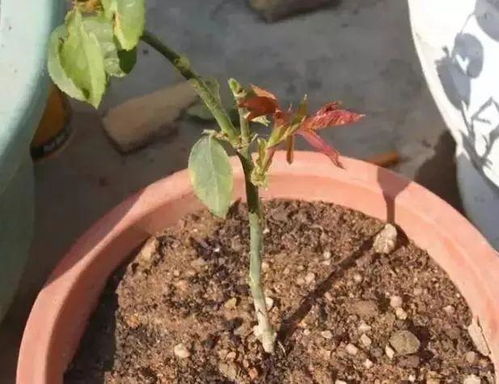 扦插的方法，简单易懂