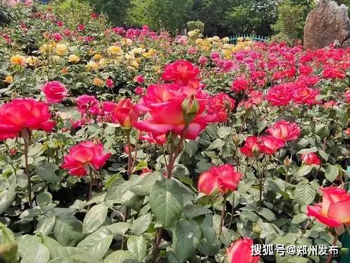 北京的月季花， 如梦如幻