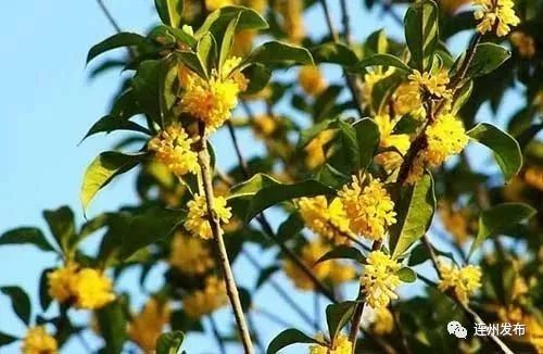 桂花，馥郁芬芳