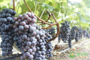 百菌清对葡萄霜霉病的防治效果