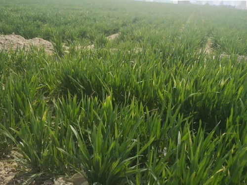 除虫菊：浇水，真的每天者阝要吗？