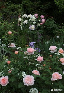 藤本月季的种植与修剪