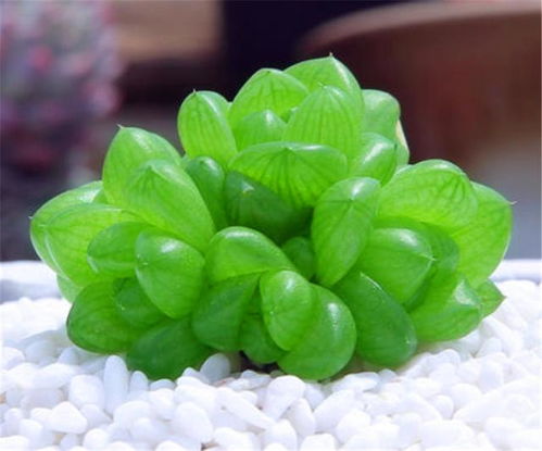 适合五月份养的花儿：