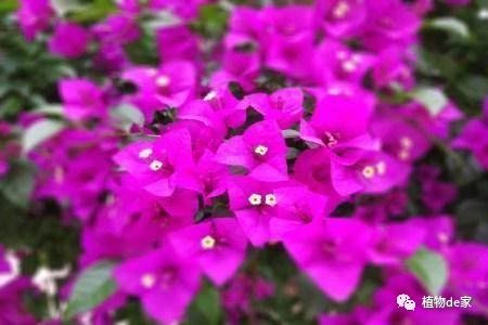 三角梅不开花？试试这样修剪