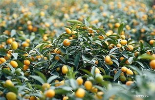 修剪：金桔树的瘦身操