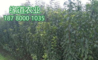 杏儿树种植技术和管理，涉及选种、栽植、施肥、修剪等环节