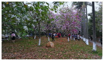 南京农业大学研发的