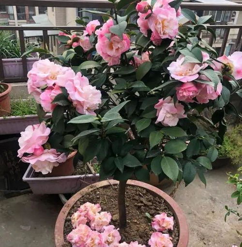 探寻最美茶花,从花色、花型、香气、花期和观赏性五个方面