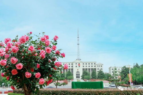 月季花开， 添上一道美丽的风景线