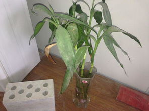 一、 种植前的精心准备