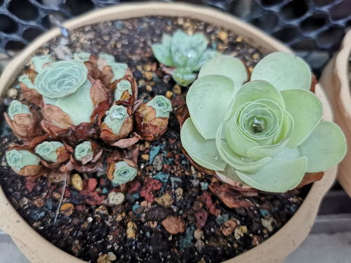 山地玫瑰斑点，是何原因导致