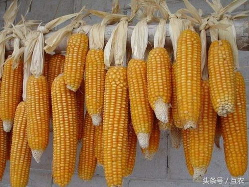 玉米烂芯后的甲维盐使用须知
