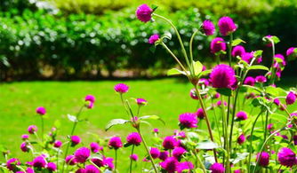 海边种植那些既耐盐碱又美的花草