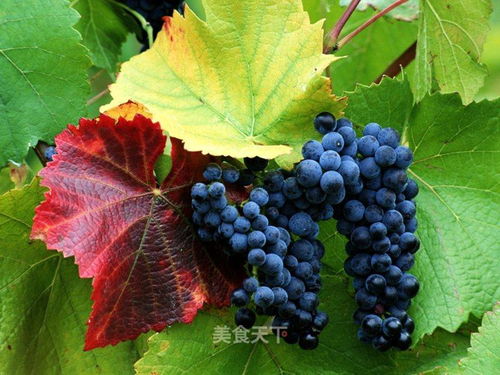 葡萄在什么季节和具体时间最适合进行嫁接