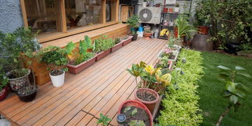 楼顶花园种草首选仙人掌