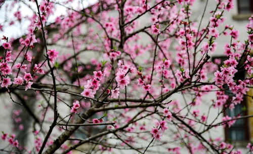 春天里桃花盛开时