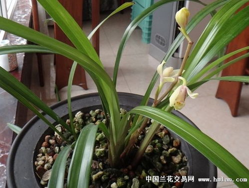 夏兰花开，探寻其季节性绽放之谜