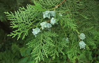 柏树的科属分类