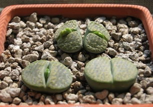 生石花蜕皮，如何实现高效繁殖