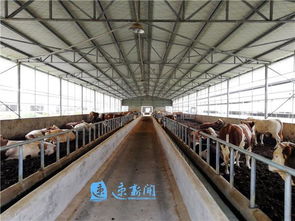 创新设计养猪场排污及粪便资源化处理系统