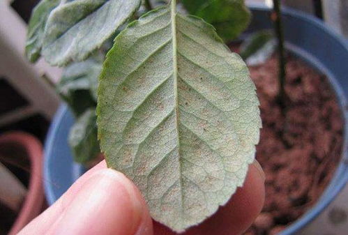 自制溶液冲洗或喷洒