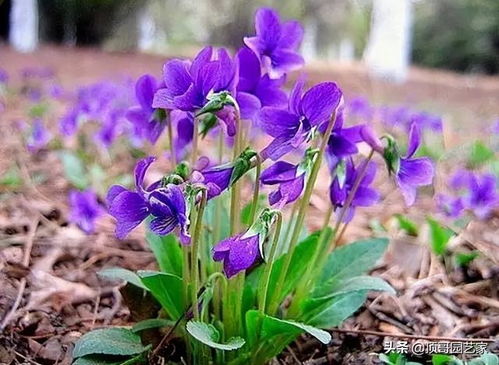 紫花地丁，生命力顽强