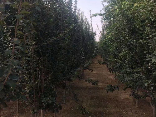 土壤选择，也有门道