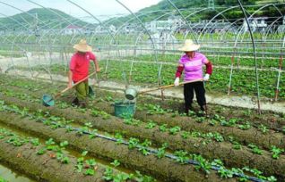 网购的龙须树，怎么养才嫩不死呢？