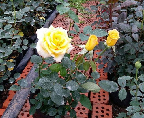 小王他爷春节放假剪， 立春才几天应该没什么关系