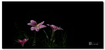 葱兰花语， 纯洁与坚韧的象征