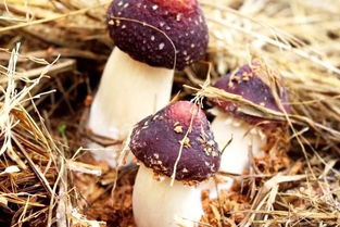 白参菌：大自然赐予的滋养宝藏