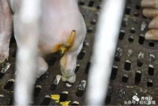 如何有效防控冬季仔猪黄白痢腹泻？