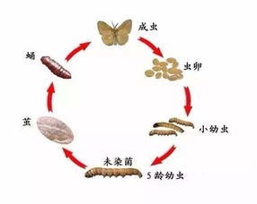 玉米螟变蛾之谜