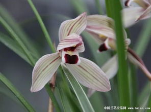 僵芽的挽救：兰花的重生