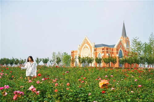 月季花王国， 品种丰富，美不胜收