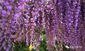 紫藤花树在北方庭院里嫩平安越冬吗？