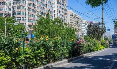 城市行道树宽度那些事儿